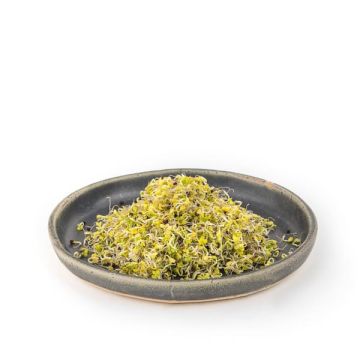Brocoli Germinado Veritas 50gr ECO