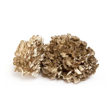 Maitake Gr ECO